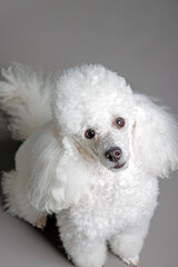 Portrait of a white poodle. Isolated on gray background