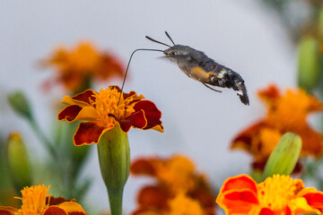 Esfinge colibrí en vuelo (Macroglossum stellatarum) © Elkspera