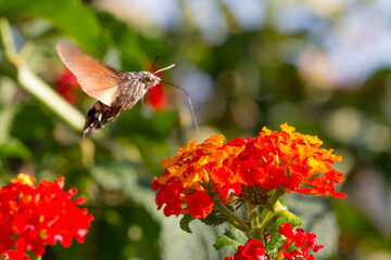 Esfinge colibrí en vuelo (Macroglossum stellatarum) © Elkspera