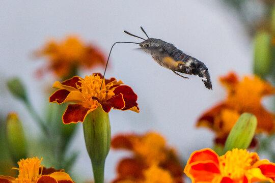 Esfinge colibr&iacute; en vuelo (Macroglossum stellatarum)