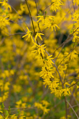 Obraz premium SPRING