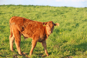 Calf in a field	