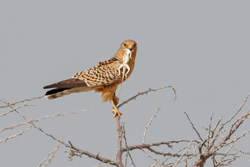 Greater Kestrel with lizard