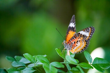 Closeup shot of beautiful butterfly on a branch