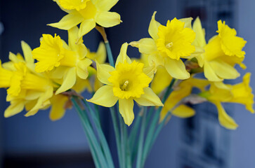 yellow daffodils on blue background