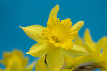 yellow daffodil flower