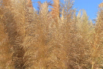 Pampas grass in the sky. Cortaderia selloana. Pampas grass in the sky with sunshine.  Cortaderia argentea. Abstract natural background with ornamental cereals.  Abstract background of soft plants 