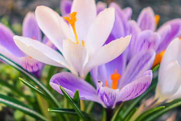 Crocus flowers in spring, purple, white