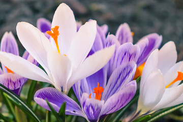 Fototapeta premium Crocus flowers in spring, purple, white