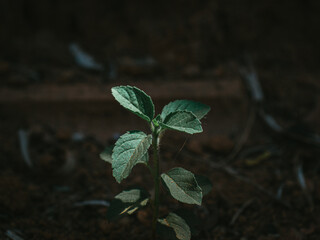 Moody green plant of Holy Basil.