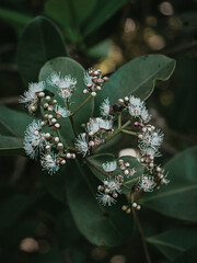 Moody Green Flowers of Java Plum Tree.
