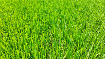 Obraz premium green rice field closeup photo. a field of grass with sunlight, Bangladesh