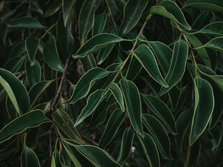 Fototapeta na wymiar Moody green foliage of Folded Leaves.