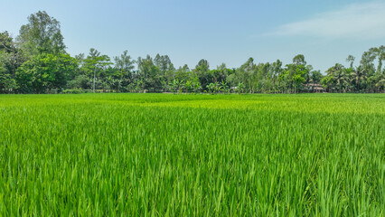 Fototapeta premium rice field and sky in the village landscape photo. a field of grass with trees in the background. Bogura, Bangladesh