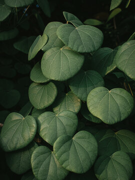 Moody green Leaves of a Vine plant.