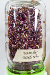 Growing sprouts in a jar
