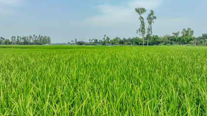 green wheat field landscape picture. a field of grass and trees with Midewin National Tallgrass Prairie in the background photo, Bogura, Bangladesh