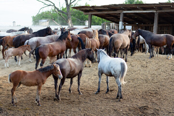 Fototapeta premium Herd of amazing horses on the farm