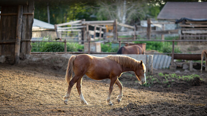 Obraz premium Beautiful brown horse on a farm on a summer evening
