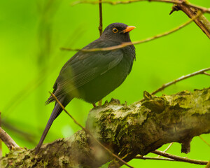 Amsel