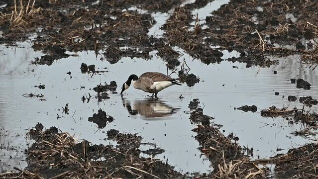 Canada Goose in Mud Puddle
