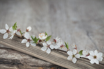 Delicate Plum Blossom Still Life - 589265847