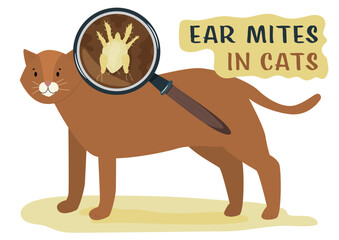 Eat mites. Common external parasites in cats.
