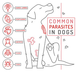 Common external and internal parasites in dogs.