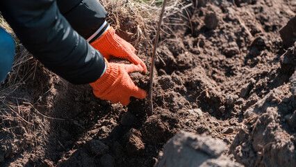 Volunteer planting trees in nature
