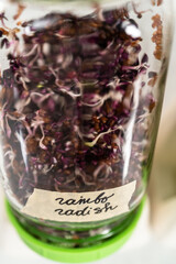 Growing sprouts in a jar