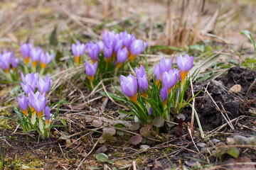 blooming crocuses in the spring on the field. Spring purple flowers, the concept of spring