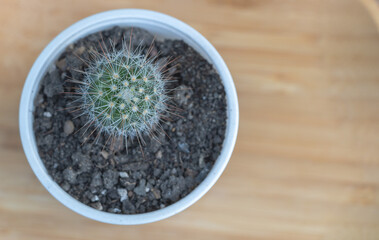 Cactus in a pot on a wooden background. Top view