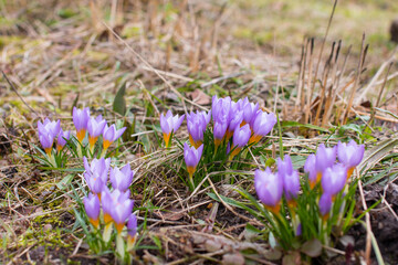 Fototapeta premium blooming crocuses in the spring on the field. Spring purple flowers, the concept of spring