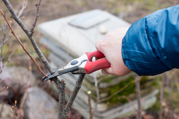 pruning bushes with pruners. The gardener cuts dry branches