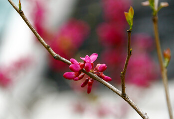 Cercis Chinensis (Chinese Redbud)