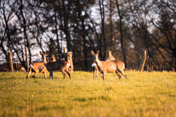 Naklejka na ściany i meble Herd of deer on a green field with a forest in the background in the warm light of sunset in Germany, Europe