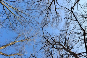 The bare tree branches with the blue sky.
