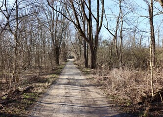 Fototapeta premium The empty gravel road in the forest on a sunny day.