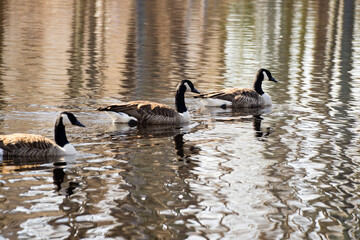 Three Ducks seen on the lake near Connecticut