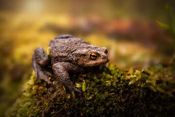 Toads