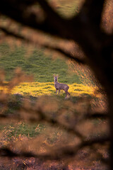 Roe buck, deer on a green field with a forest in the background in the warm light of sunset in Germany, Europe
