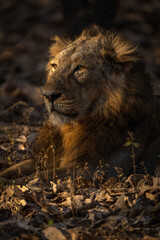 lion in the grass, Asiatic Lion 