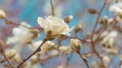 Magnolia flowers with few in blooming and few partial bloom in Connecticut