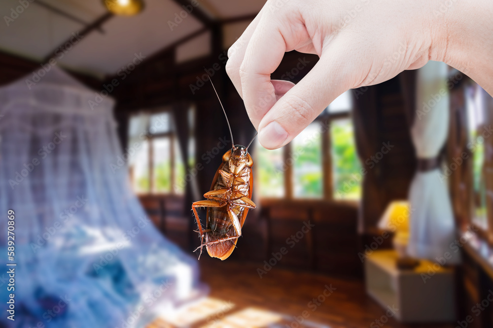 Wall mural Hand holding cockroach at room in house background, eliminate cockroach in room house, Cockroaches as carriers of disease