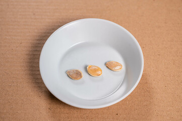 南瓜ミニマロンのタネ