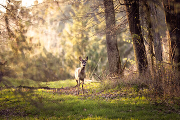 Deer doe on a green field with a forest in the background in the warm light of sunset in Germany,...