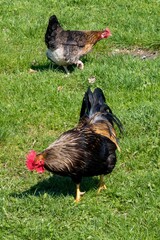 rooster and hen in the sun