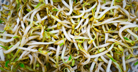 close up of green bean sprouts 