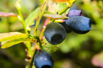 Macro photo of a blueberry in the forest.