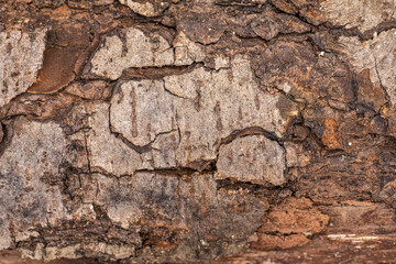 Close up photo of a dam wooden fire log.